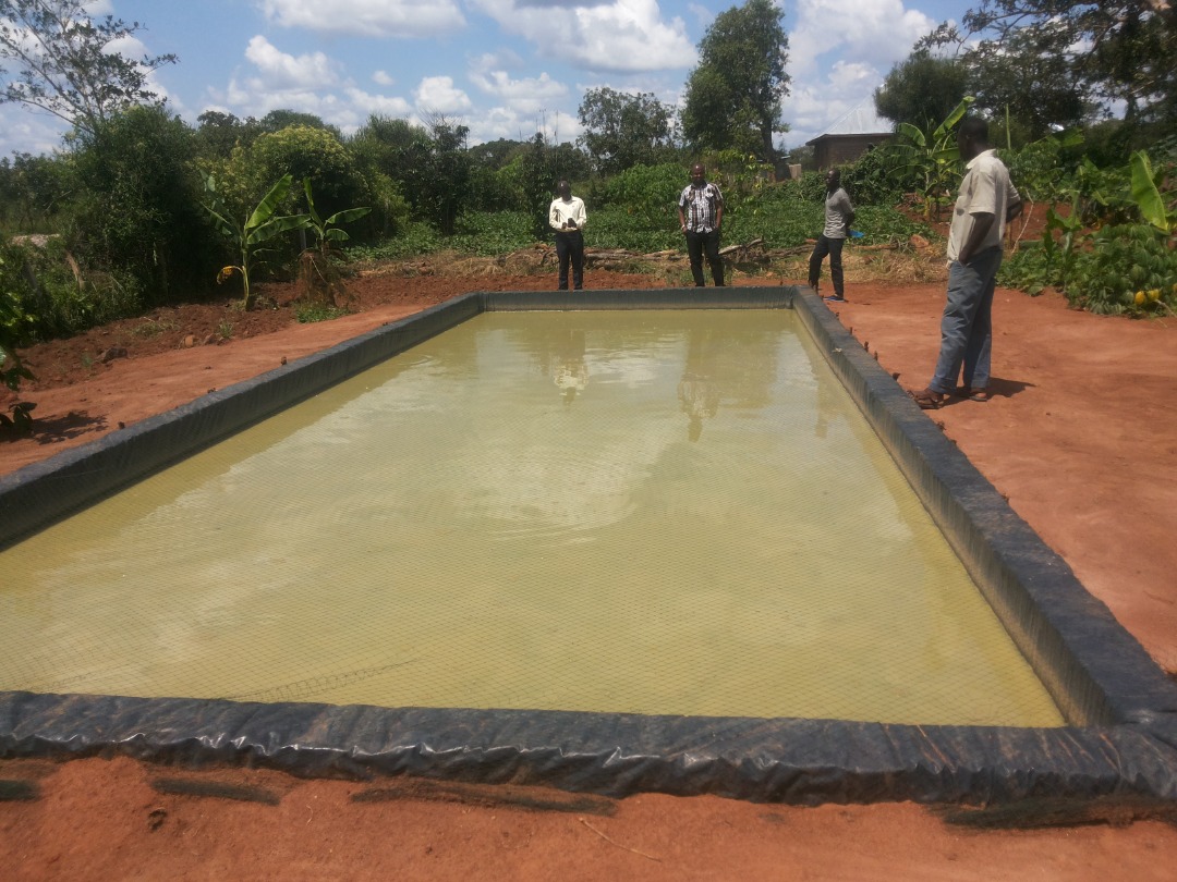 Fish farming & Fish Pond Services