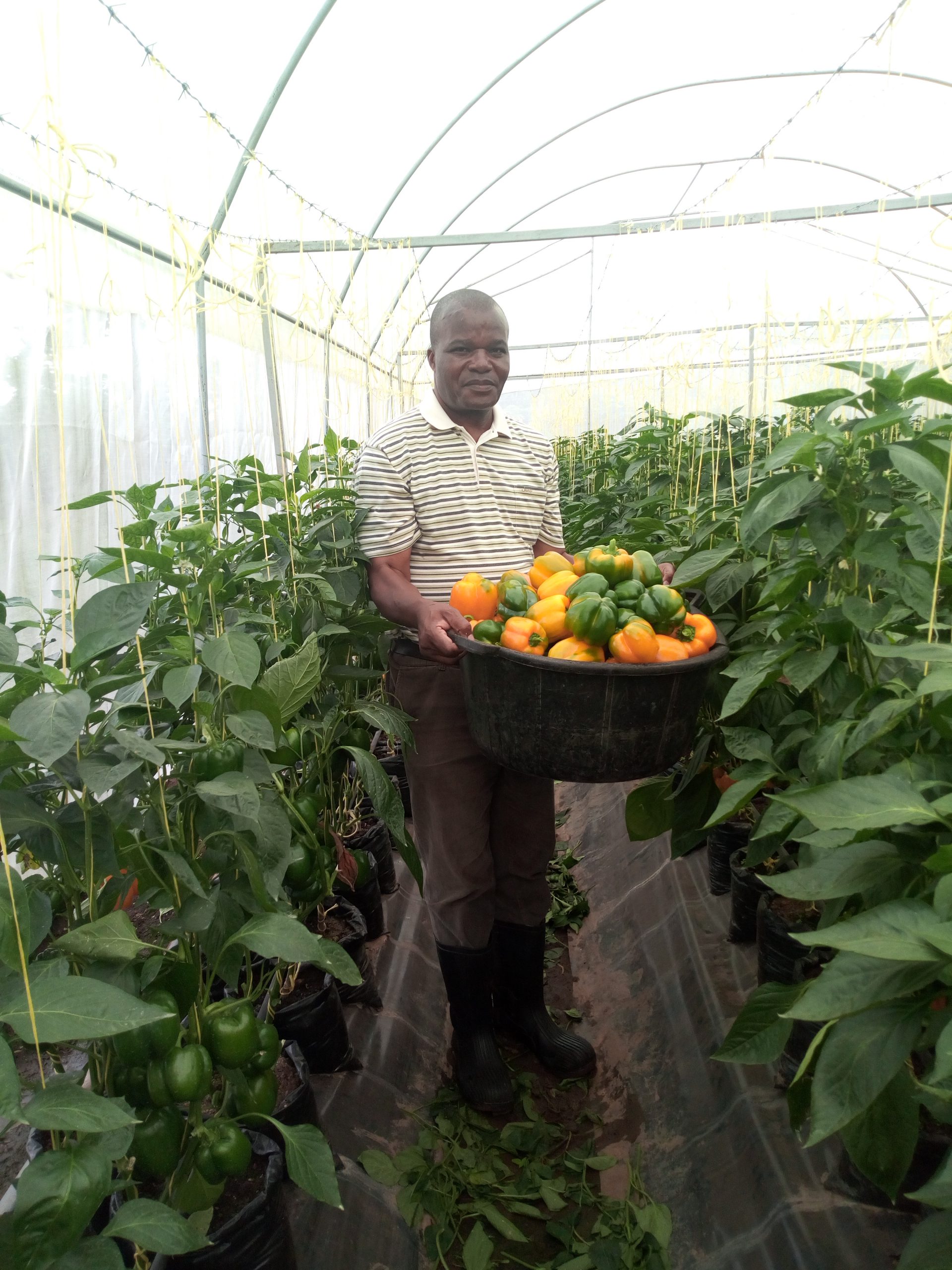 Green House Harvest by Farmrite Venture