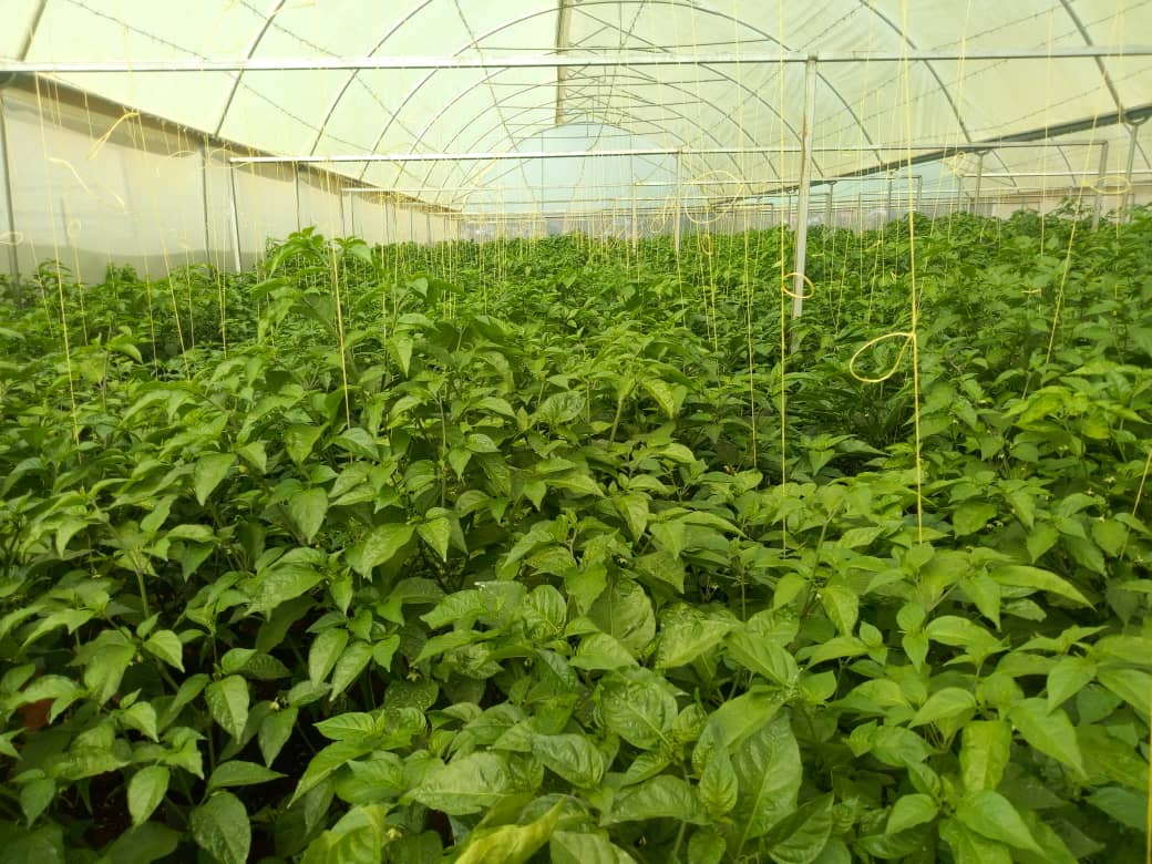 Modern Farms (Green Houses , Fish Ponds and Hybrid Crops)Set up, Stock & Training
